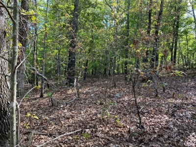 Vacant Land for Farming with Lots of Timber - image 4