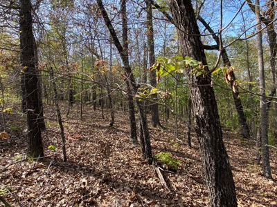 Vacant Land for Farming with Lots of Timber - image 24