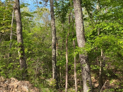 Vacant Land for Farming with Lots of Timber - image 10