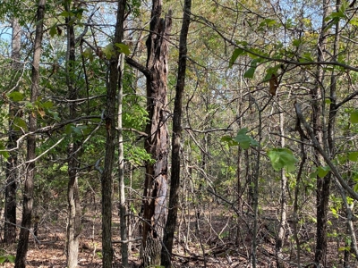 Vacant Land for Farming with Lots of Timber - image 5