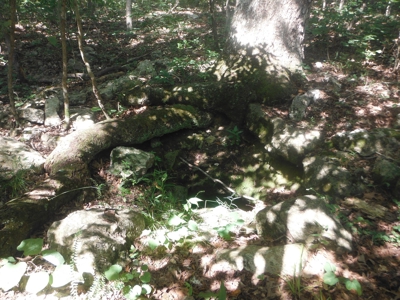 Vacant Land for Farming with Lots of Timber - image 30