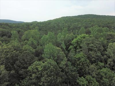 Large Tract on Piney Creek - image 17