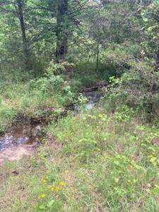 Large Tract on Piney Creek - image 4