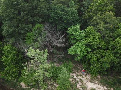 Large Tract on Piney Creek - image 12