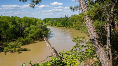 Trinity Riv TX Land for Sale Freestone Co w Hunt Fish Timber - image 14