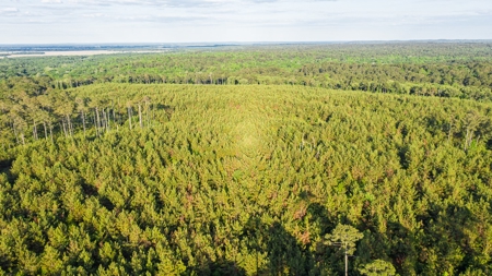 Trinity Riv TX Land for Sale Freestone Co w Hunt Fish Timber - image 20