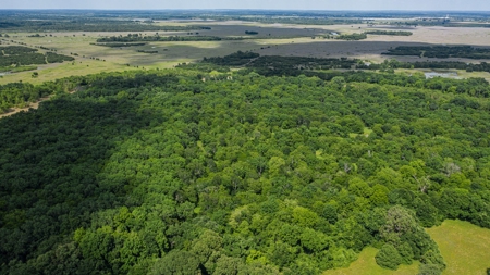 Trinity Riv TX Land for Sale Freestone Co w Hunt Fish Timber - image 4