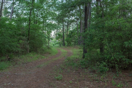 Trinity Riv TX Land for Sale Freestone Co w Hunt Fish Timber - image 29