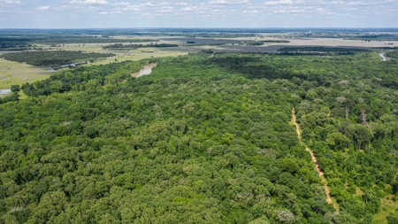 Trinity Riv TX Land for Sale Freestone Co w Hunt Fish Timber - image 3