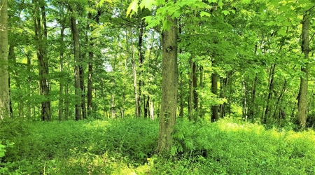 54.607 secluded acres in Adams County Ohio - image 27