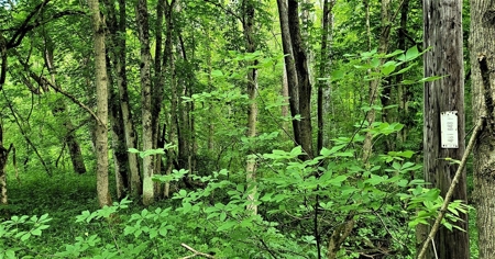 54.607 secluded acres in Adams County Ohio - image 38