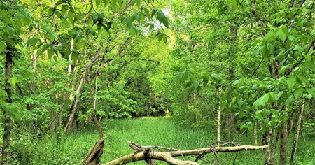 54.607 secluded acres in Adams County Ohio - image 31