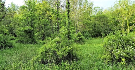 54.607 secluded acres in Adams County Ohio - image 40