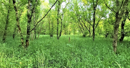54.607 secluded acres in Adams County Ohio - image 39