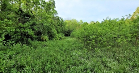 54.607 secluded acres in Adams County Ohio - image 17