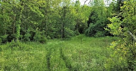 54.607 secluded acres in Adams County Ohio - image 15