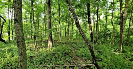 54.607 secluded acres in Adams County Ohio - image 9