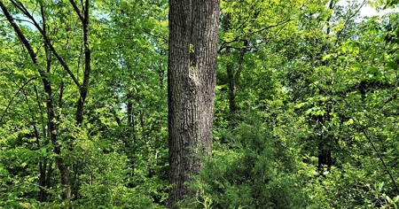 54.607 secluded acres in Adams County Ohio - image 13