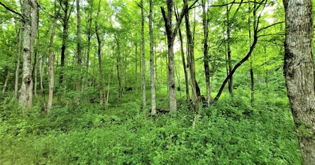 54.607 secluded acres in Adams County Ohio - image 21