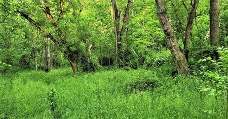 54.607 secluded acres in Adams County Ohio - image 25