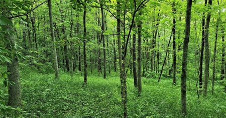 54.607 secluded acres in Adams County Ohio - image 34