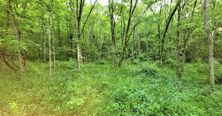 54.607 secluded acres in Adams County Ohio - image 26