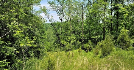 54.607 secluded acres in Adams County Ohio - image 35