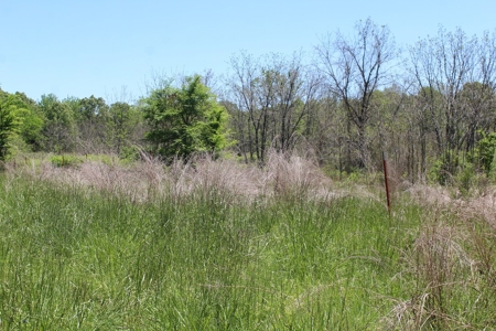 Large Tract of Land Touching National Forest - image 9