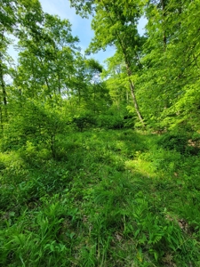 Perry County Dead End Road Recreational Property - image 14
