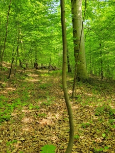 Perry County Dead End Road Recreational Property - image 22