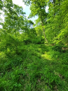 Perry County Dead End Road Recreational Property - image 15