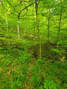 Perry County Dead End Road Recreational Property - image 13