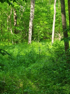 Perry County Dead End Road Recreational Property - image 9