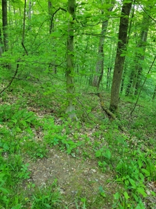 Perry County Dead End Road Recreational Property - image 3