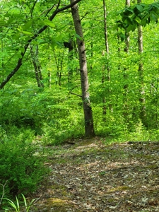 Perry County Dead End Road Recreational Property - image 5