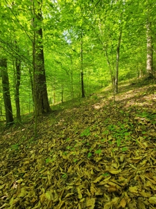 Perry County Dead End Road Recreational Property - image 17