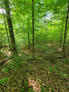 Perry County Dead End Road Recreational Property - image 18