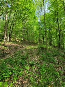 Perry County Dead End Road Recreational Property - image 19
