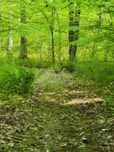Perry County Dead End Road Recreational Property - image 7