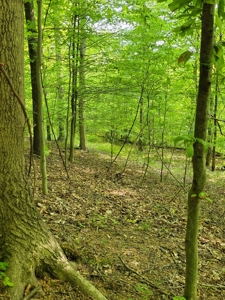 Perry County Dead End Road Recreational Property - image 24
