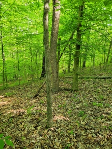Perry County Dead End Road Recreational Property - image 4