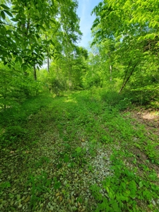 Perry County Dead End Road Recreational Property - image 12