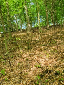 Perry County Dead End Road Recreational Property - image 21