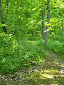 Perry County Dead End Road Recreational Property - image 10