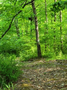 Perry County Dead End Road Recreational Property - image 6