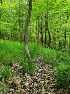 Perry County Dead End Road Recreational Property - image 20