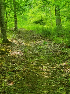 Perry County Dead End Road Recreational Property - image 8