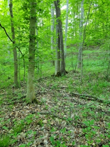 Perry County Dead End Road Recreational Property - image 2