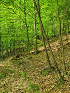 Perry County Dead End Road Recreational Property - image 23