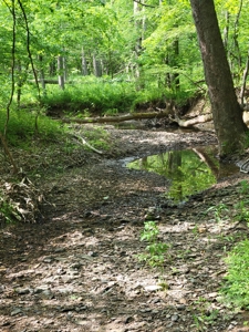 Perry County Dead End Road Recreational Property - image 11